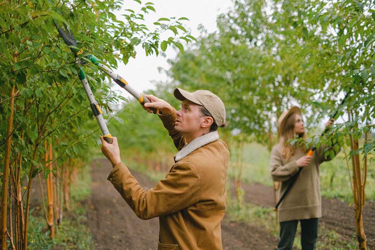 Trusted Nolensville, TN Tree Service Experts